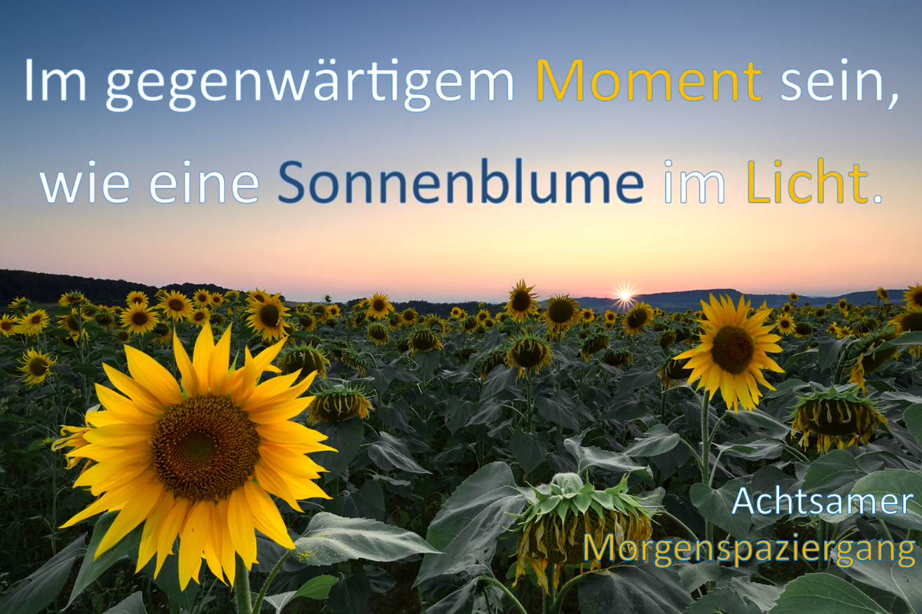 Sonnenblume: mit Text_ Im gegenwärtigen Moment sein - wie eine Sonnenblume im Licht