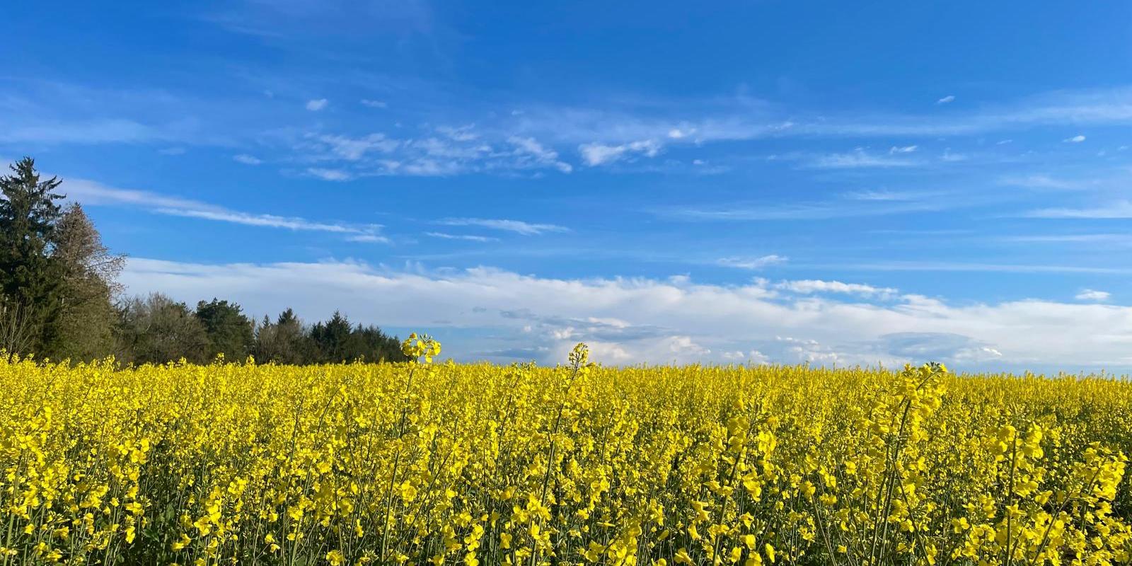 Pfarrei Schmelz Heilige Barbara