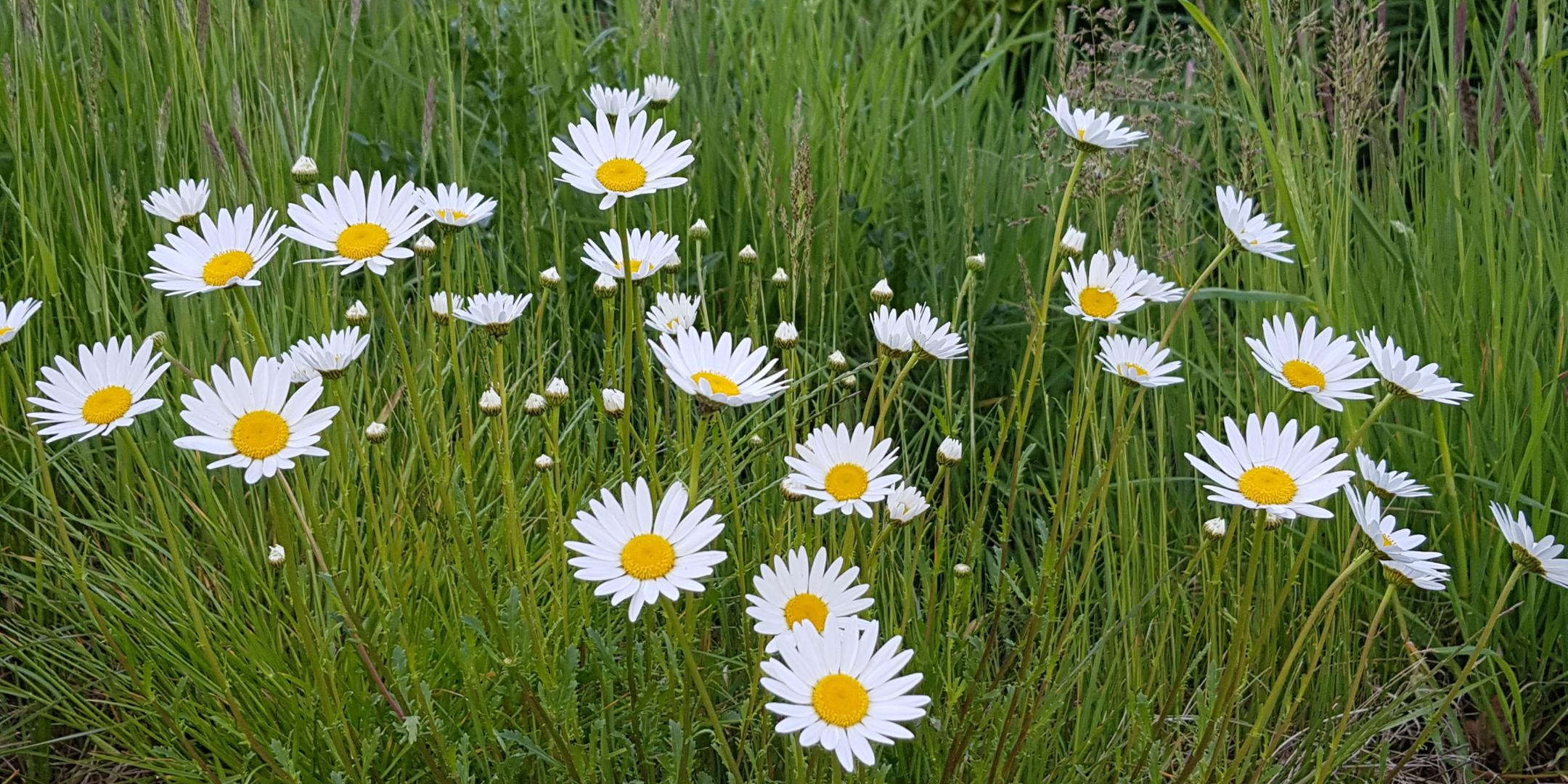 Wiese mit Gänseblümchen