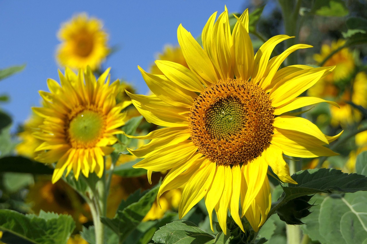 Sonnenblume